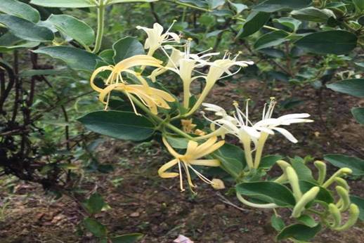 QQ图片20160717144214